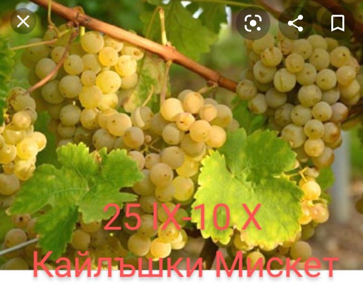 Лози за вкореняване