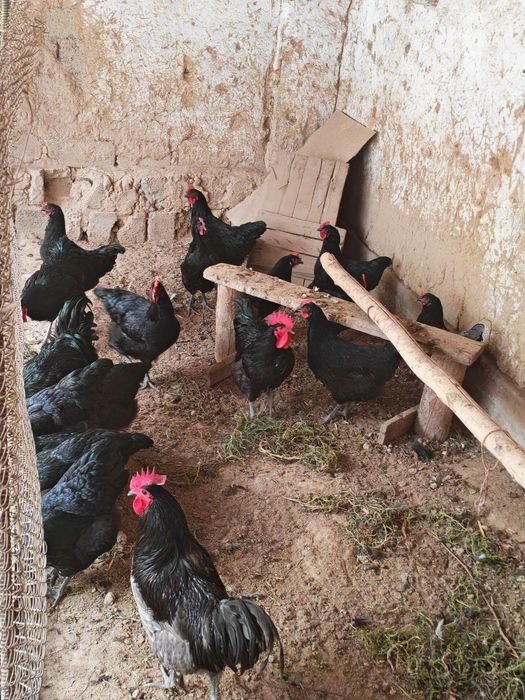 Qora shahzoda va Jersiy zotidagi tovuq tuhumlari sotiladi