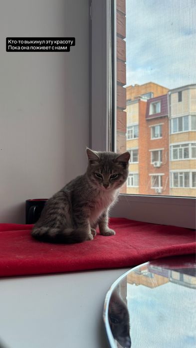 Кошечка ищет дом