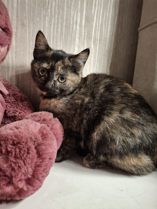 Отдам котят мышеловов