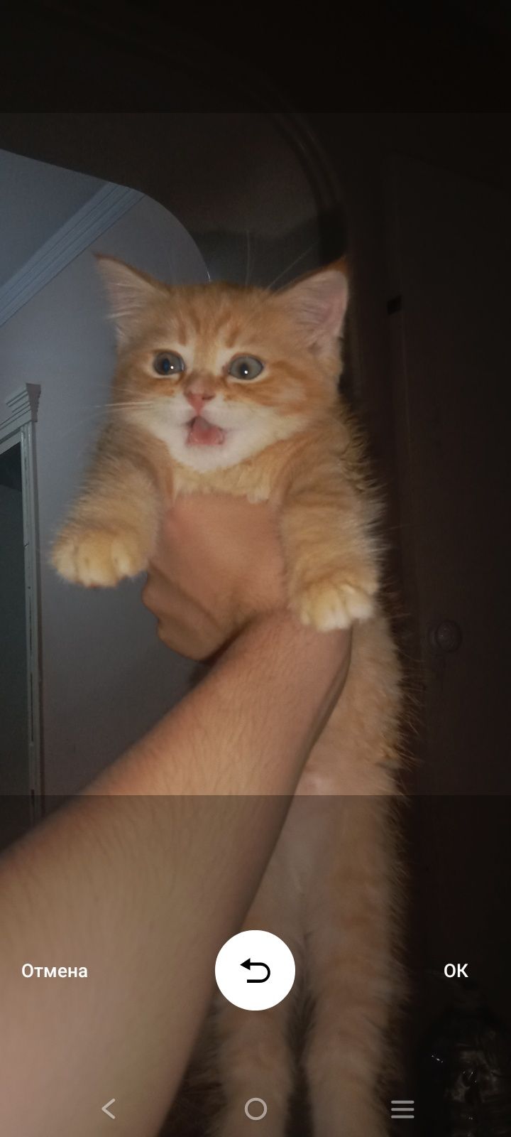Skotish strayit 3 oylik ishtahasi yahshi