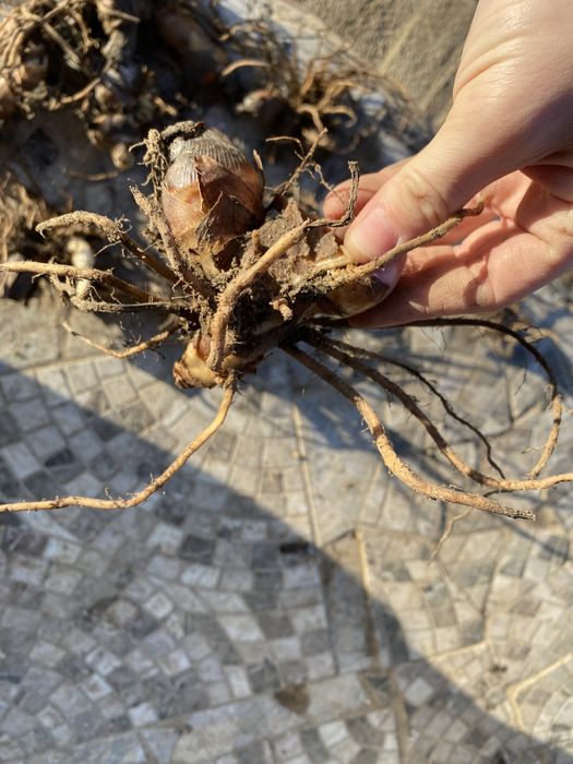 Продам клубни Канны, многолетний цветок 500 тг