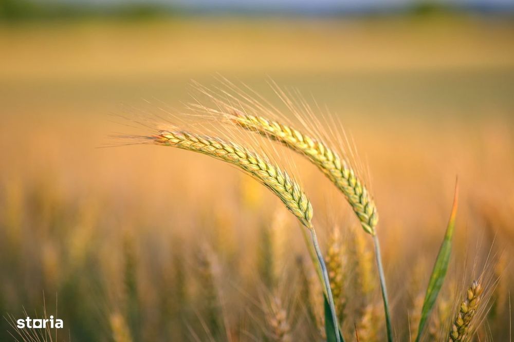 Vand teren agricol 26 ha Munteni jud. Galati