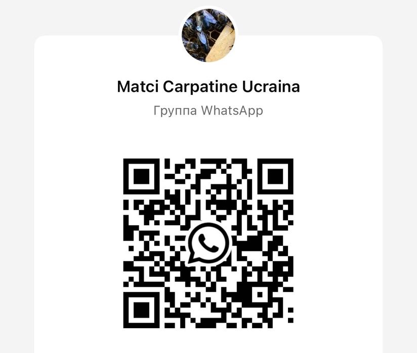 Mātci Carpatine Ukraina 2026  Mătci  Regină 2026
