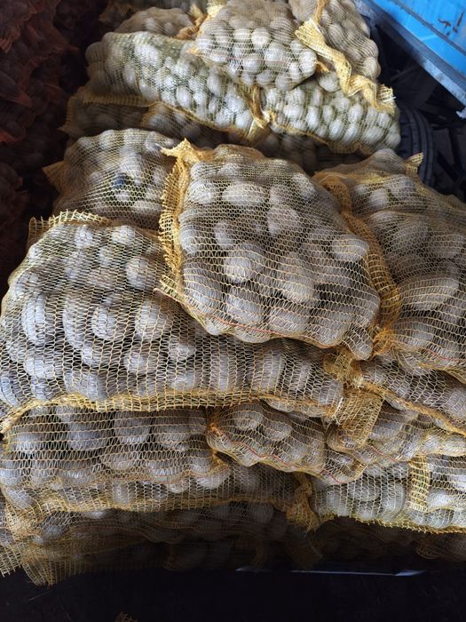 Cartofi consum alb Ultra ín saci de 10 kg calibru 45