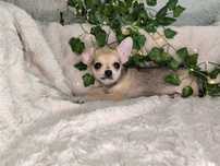 Vand baietel Chihuahua mini