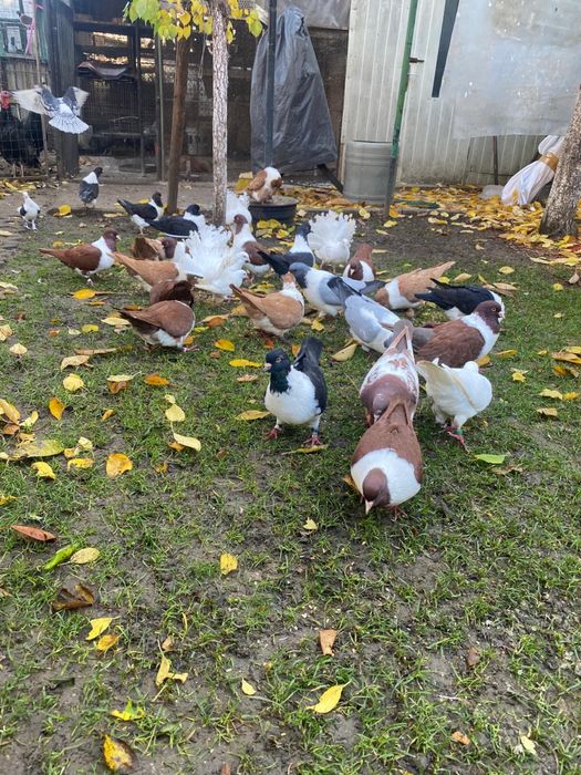 Vand porumbei rasa strasseri si rotati