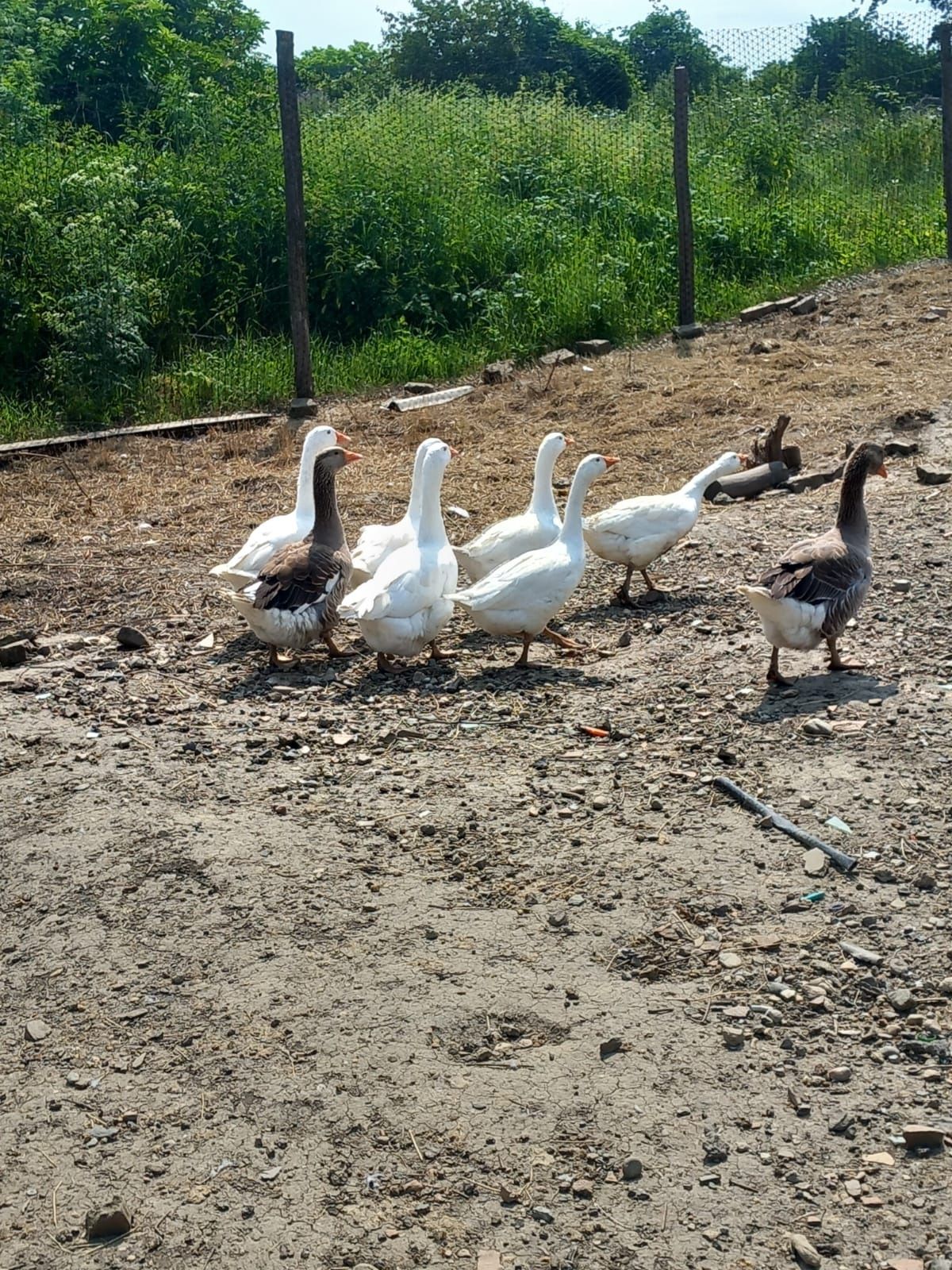 Vând 3 gâște și un gâscan