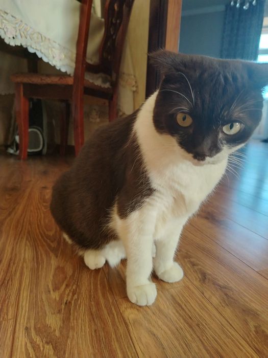 Отдам кошку в добрые руки