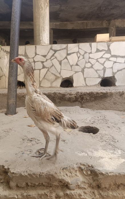 Kulangi tavuqcha sotiladi 3 oylik