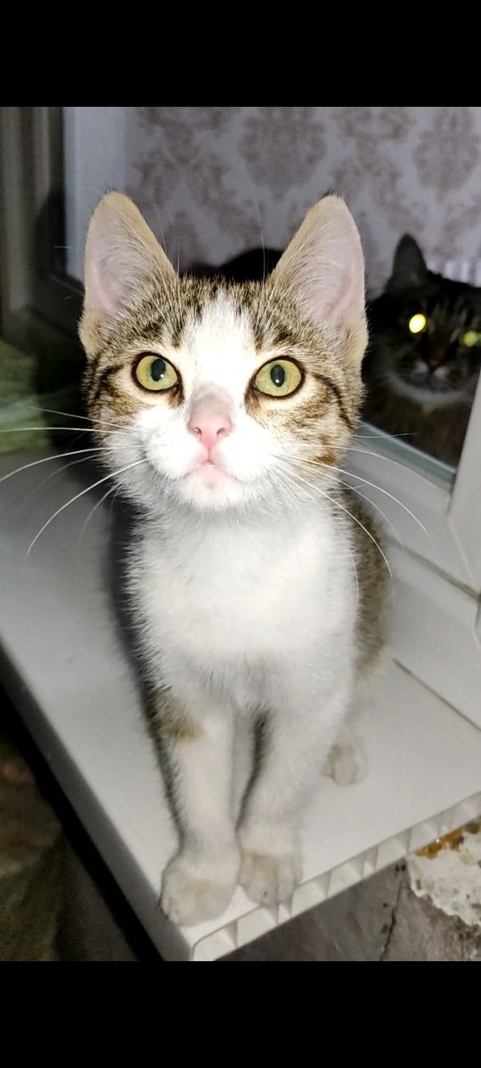 Котёнок девочка согласна на дворец и прислугу!
