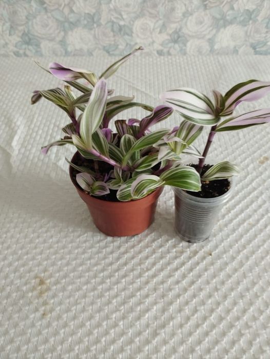 Продам традесканцию нанук