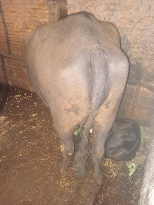 Bivoliță de vânzare. 9000 Lei negociabil.