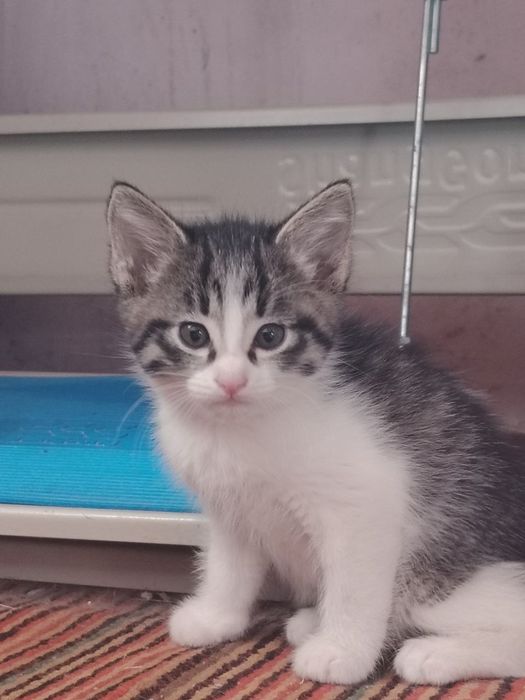 Отдам котят в добрые руки