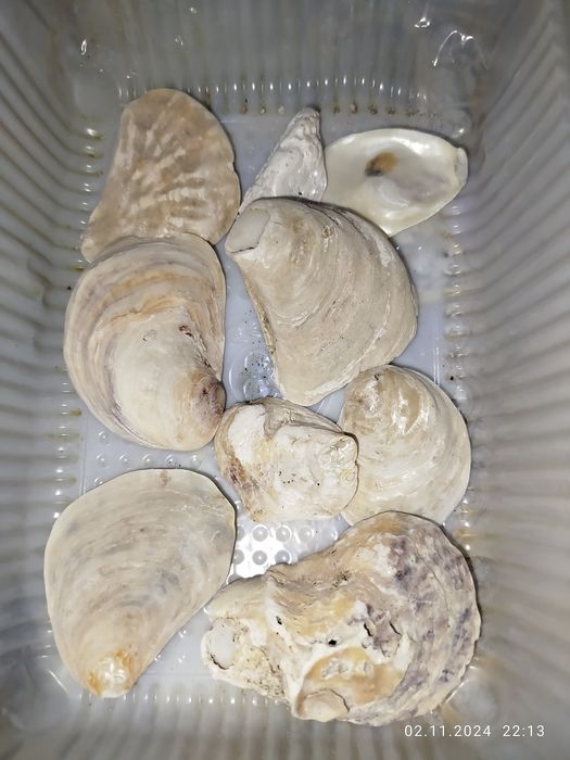 Ракушки натуральные