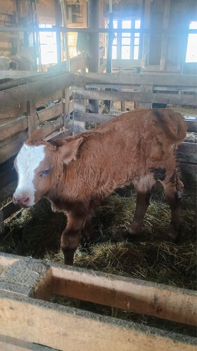 Vand 3 vitei de rasa