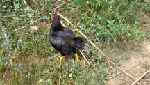 Combatant indian pitic