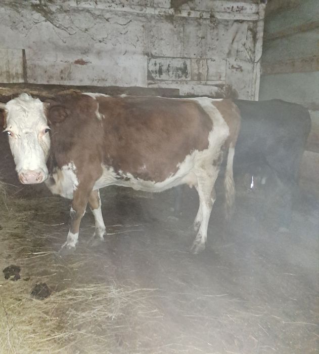 Продам корову на развод и бычок подсосные