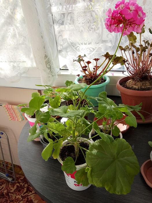 Продаю герань, розовую