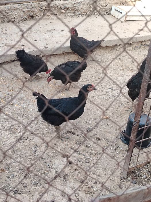 Uyda boqilgan tovuqlar sotiladi 13+2 Ta xoroz