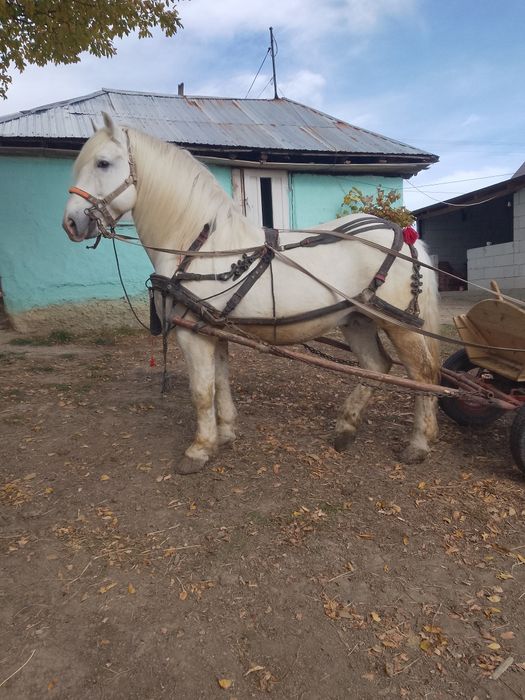 De vazare harmasar de 9 ani cuminte sănătos probe la fata locului