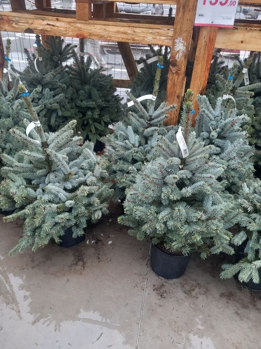 Vând brazi verzi la ghiveci  și  brazi arginti la ghiveci