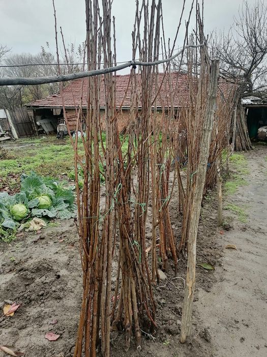 Овощен посадъчен материал Череша и праскова