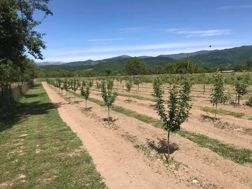 Vând si plantez pomi fructiferi altoiti