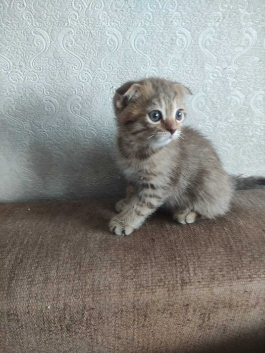 Продам шотландских котят