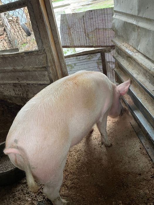 Продавам прасе над 200 кила
