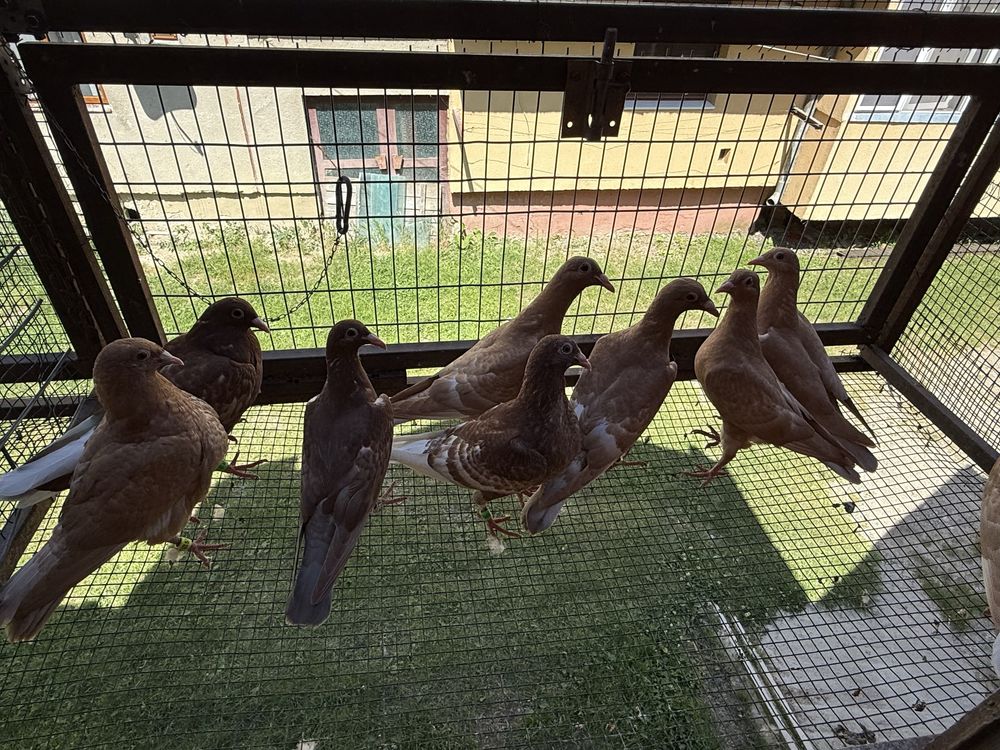 Porumbei meulemans