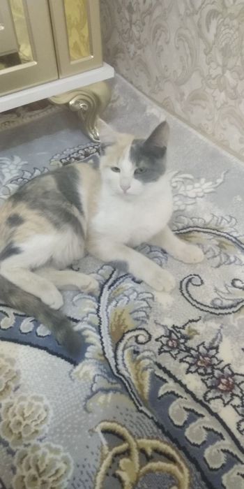 Mushuklar bepul beriladi yaxshi qŏllarga
