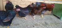 Găini wyandotte roșu cu negru