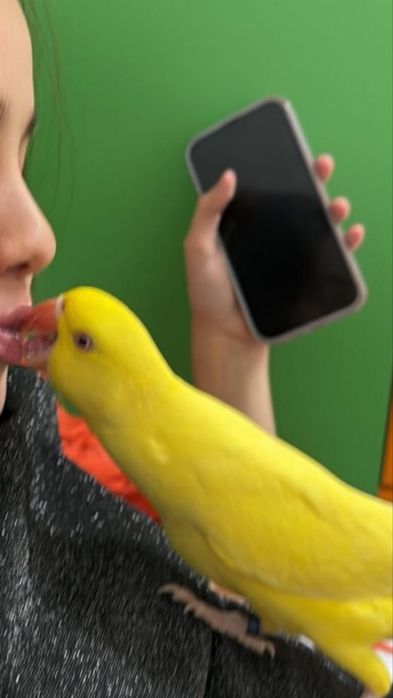 Puiuti papagali micul alexander alexandru