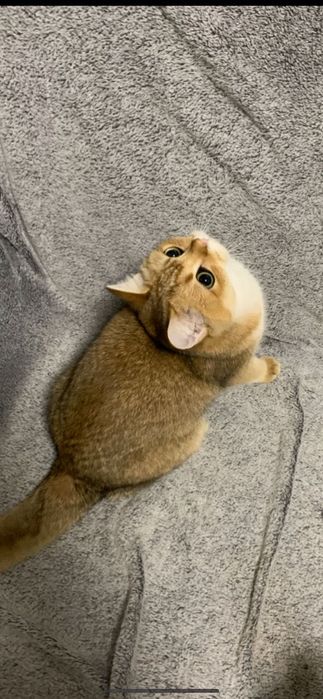 Băiețel British shorthair golden cu pedigree