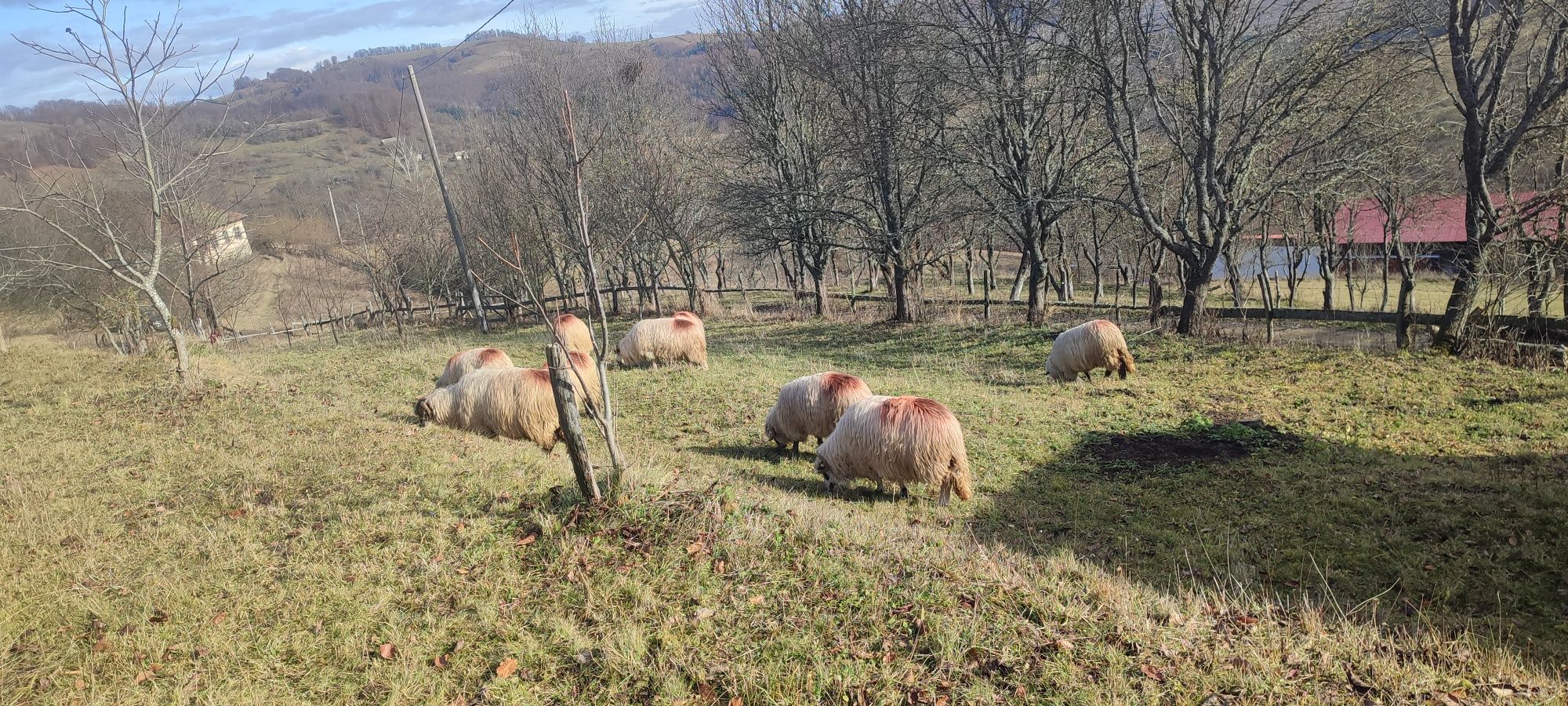 Vand oi cu lapte si miele