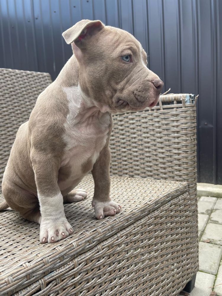 Vand pui American Bully champagne