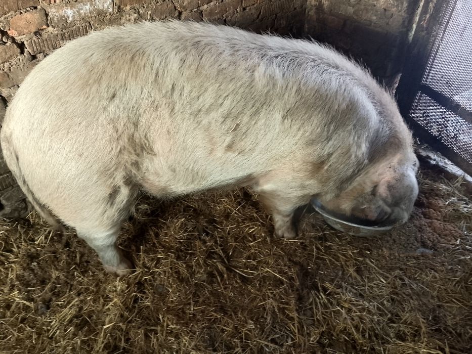 Продам кабана возраст 1г 4 мес