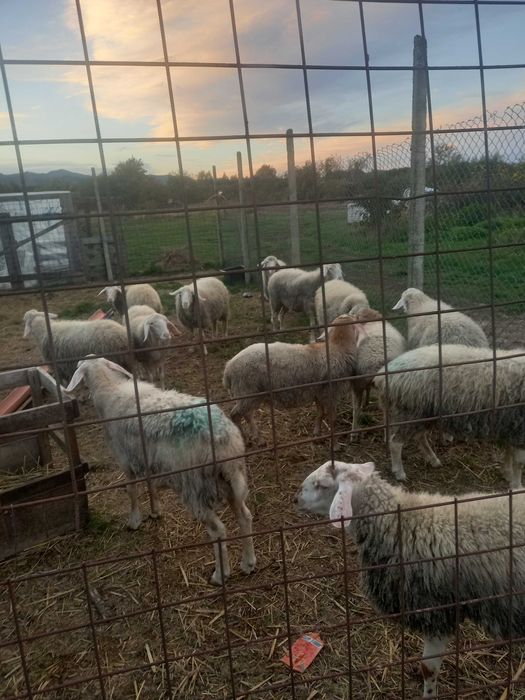 Berbeci tineri assaf