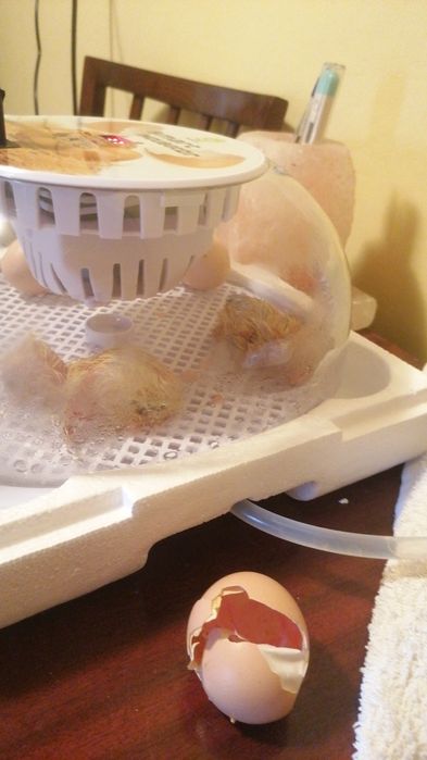 Incubator cu întoarcere automata