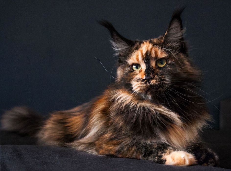 Цветные. МЕЙН- КУНЯТА котята от 2х мес