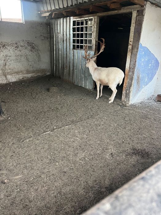 Продавам елени лопатари