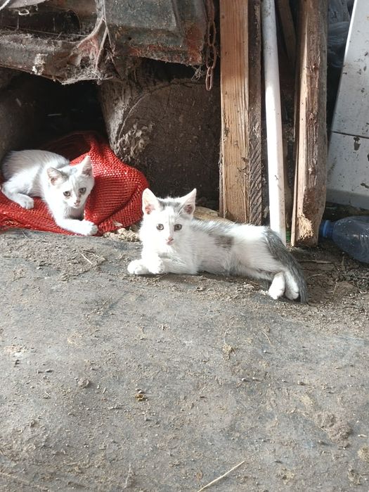 Дарю котят(крысыловы)