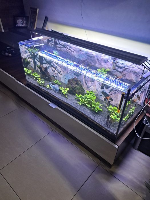 Acvariu complet cu pești