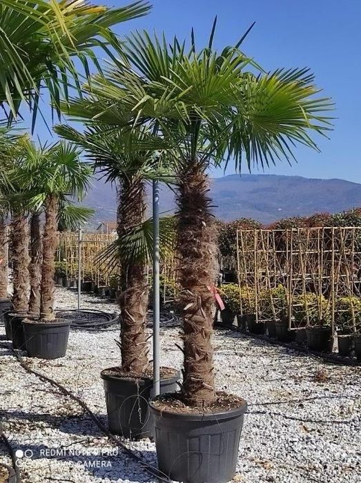 Palmierii trachicarpus Fortunei și cycas revolut