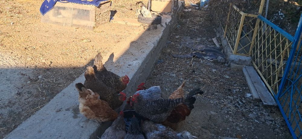 Срочно продам куриц и петухов