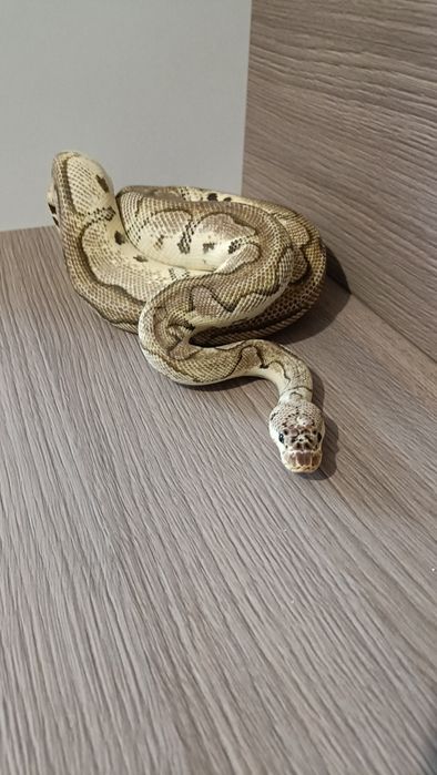 Piton regal pastel clown