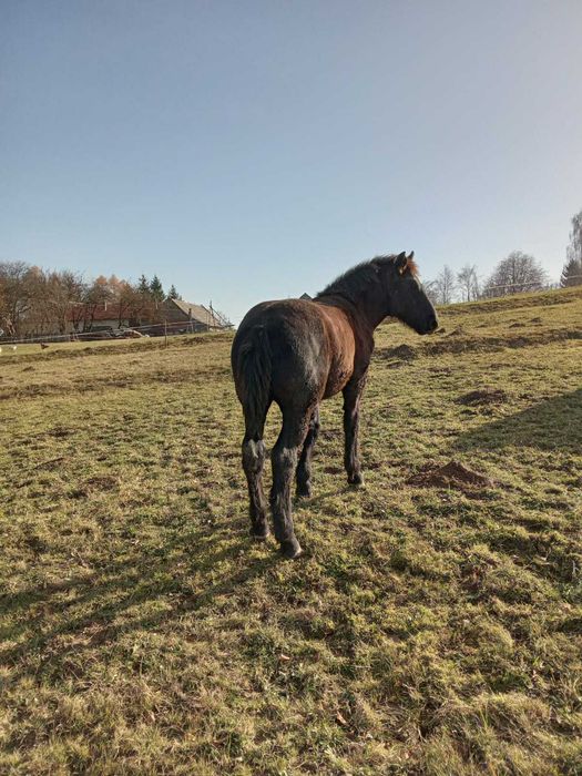 Vand manz negru cu varsta de 5 luni