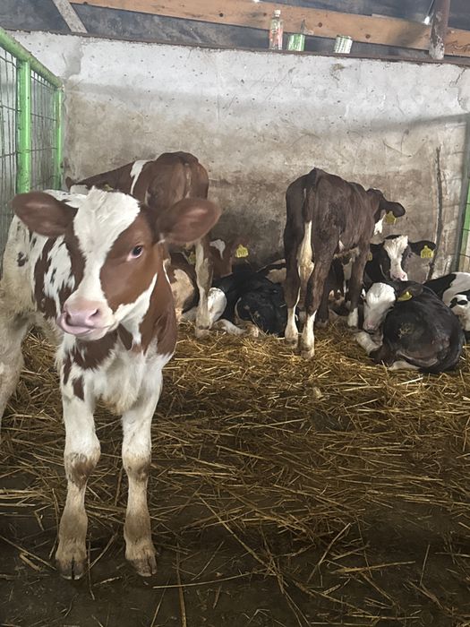 Vițele la gramada