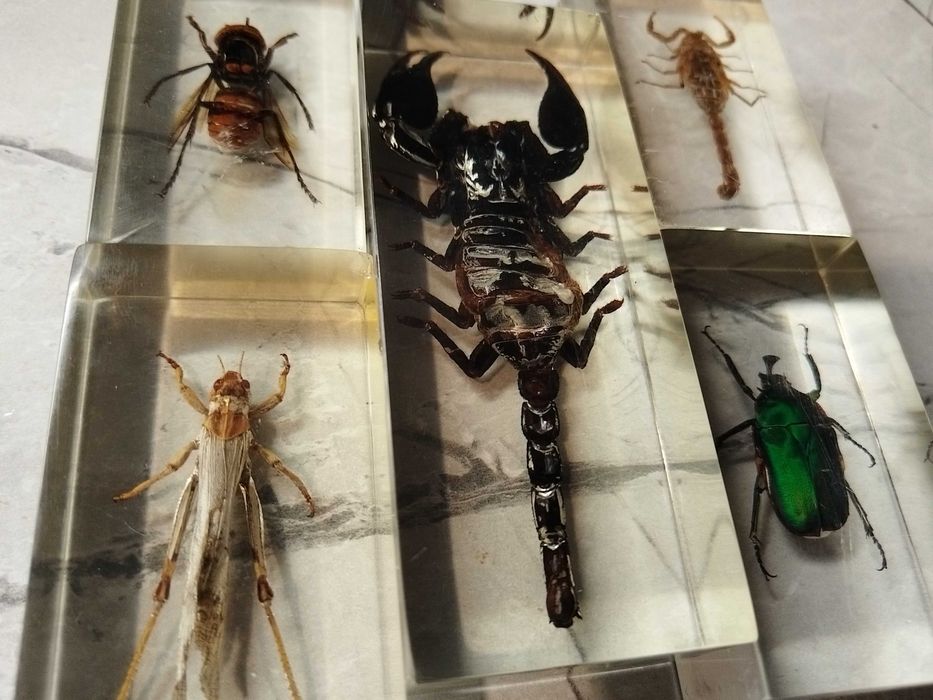 Препарирани насекови в смола скорпион